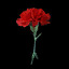 Carnation