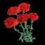 Carnations