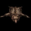 Pelt
