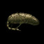 P-Gland