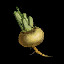 R.Turnip